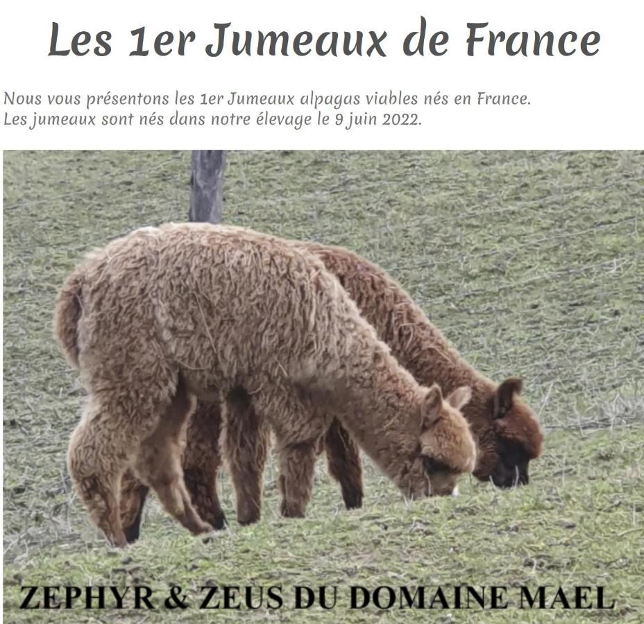Alpagas Du Domaine Mael Panzió Saint-Antoine  Kültér fotó